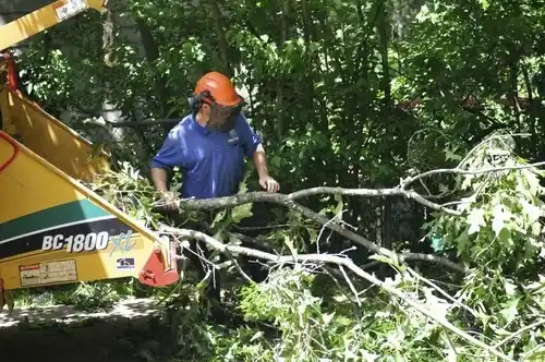 tree services Albany